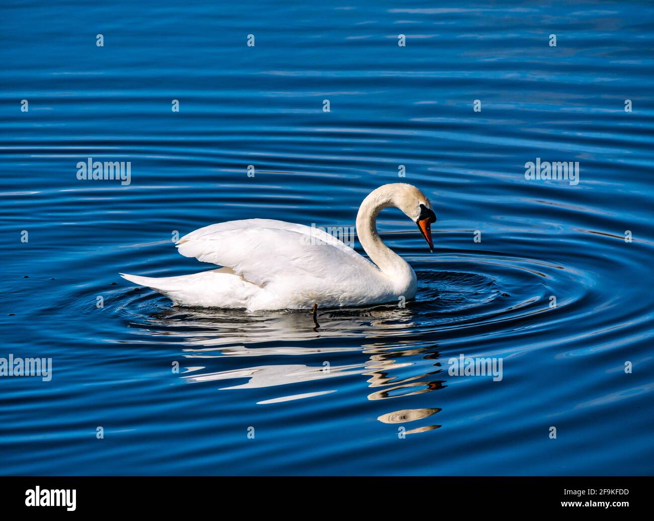 A male mute swan (Cygnus olor) swimming in a reservoir in sunshine creating circular water ripples, Scotland, UK Stock Photo