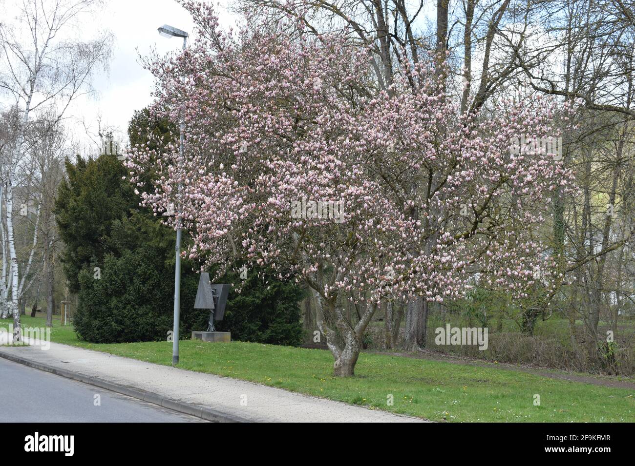 blooming magnolia tree Stock Photo