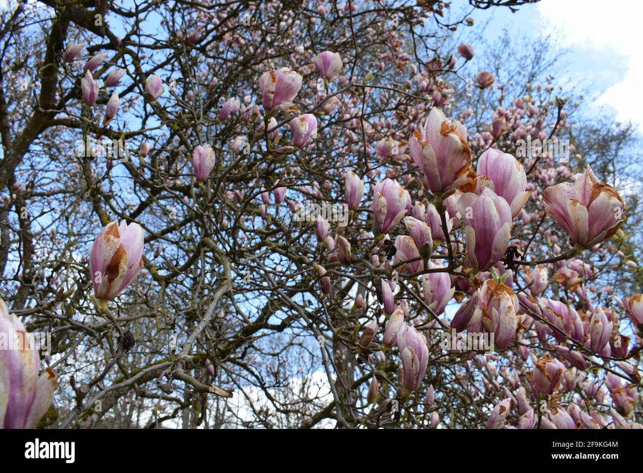 Magnolia tree leaf hi-res stock photography and images - Alamy