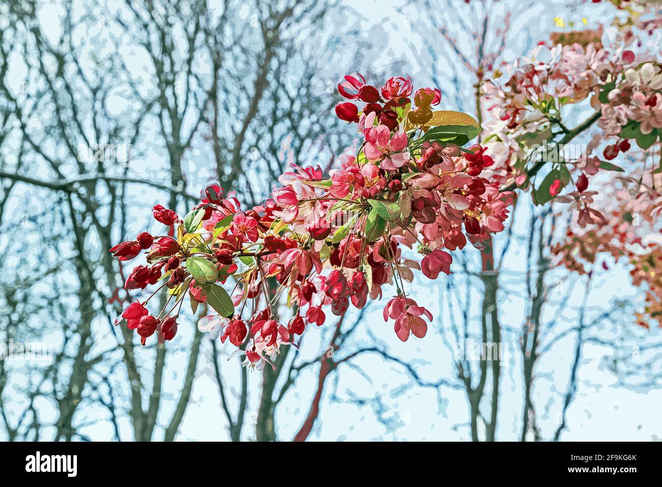 Photo illustration of Crab Apple blossom trees herald the arrival of warmer days ahead in Devonport Park, Plymouth Devonport Park in Plymouth is often Stock Photo