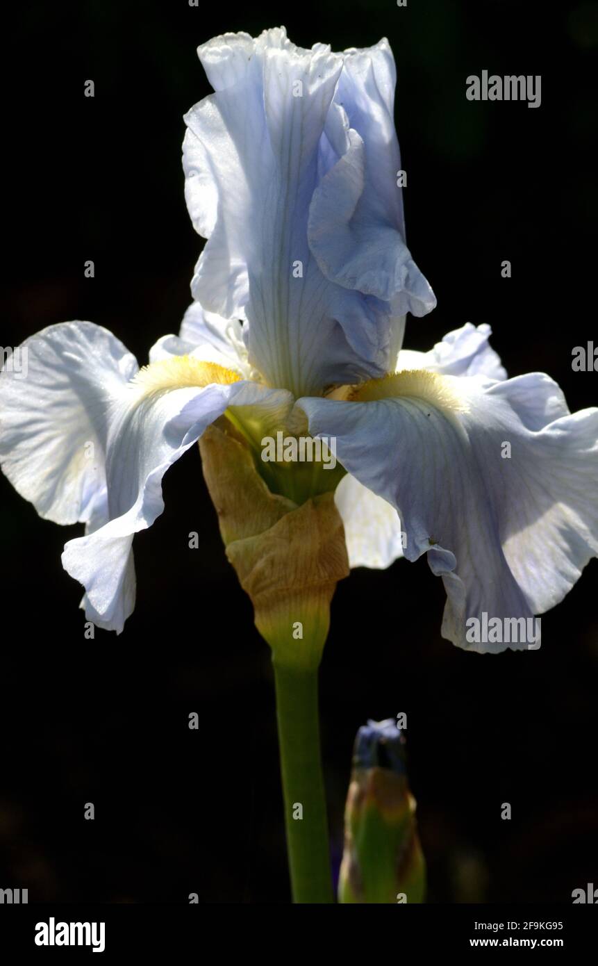 Close up  of lovely colorful iris shinig n the afternoon light with hues of blue, purple, yellow, white and green against dark background Stock Photo