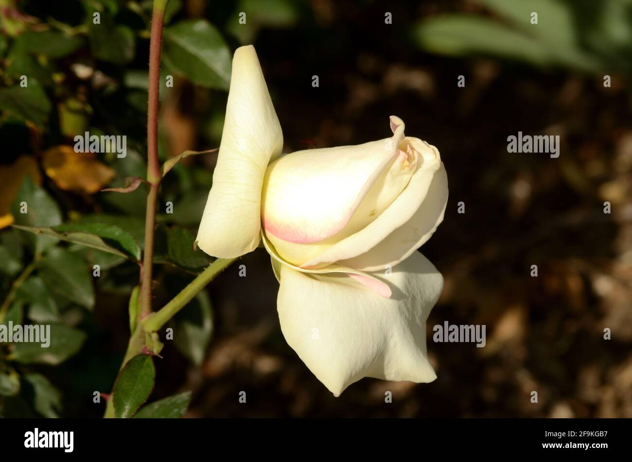 John F Kennedy rose, beautiful white petals of simplistic elegance in garden setting. Stock Photo