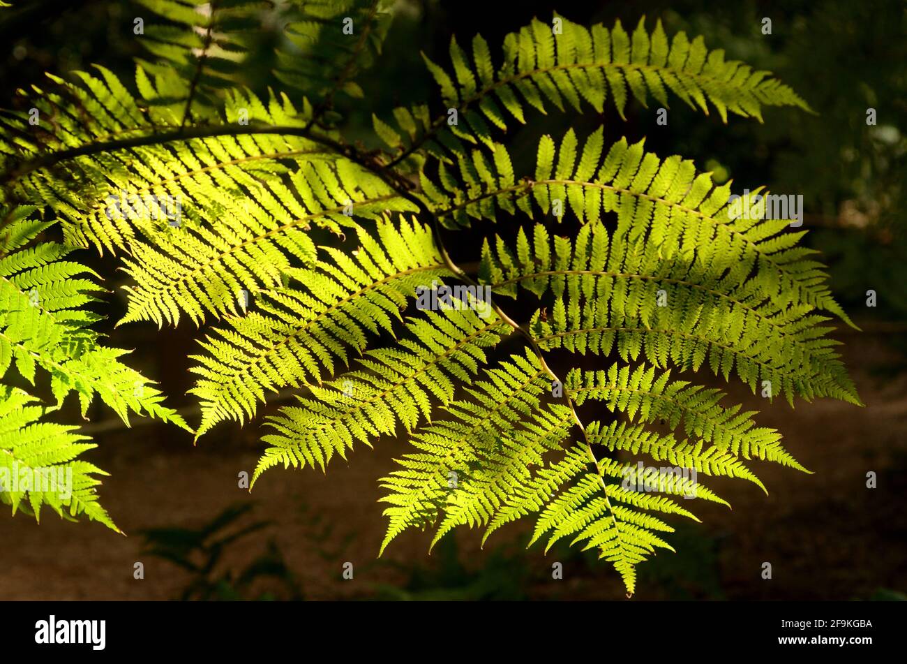 Elegant design and pattern of sun kissed fern illuminating the forest garden, simplistic elegance. Stock Photo
