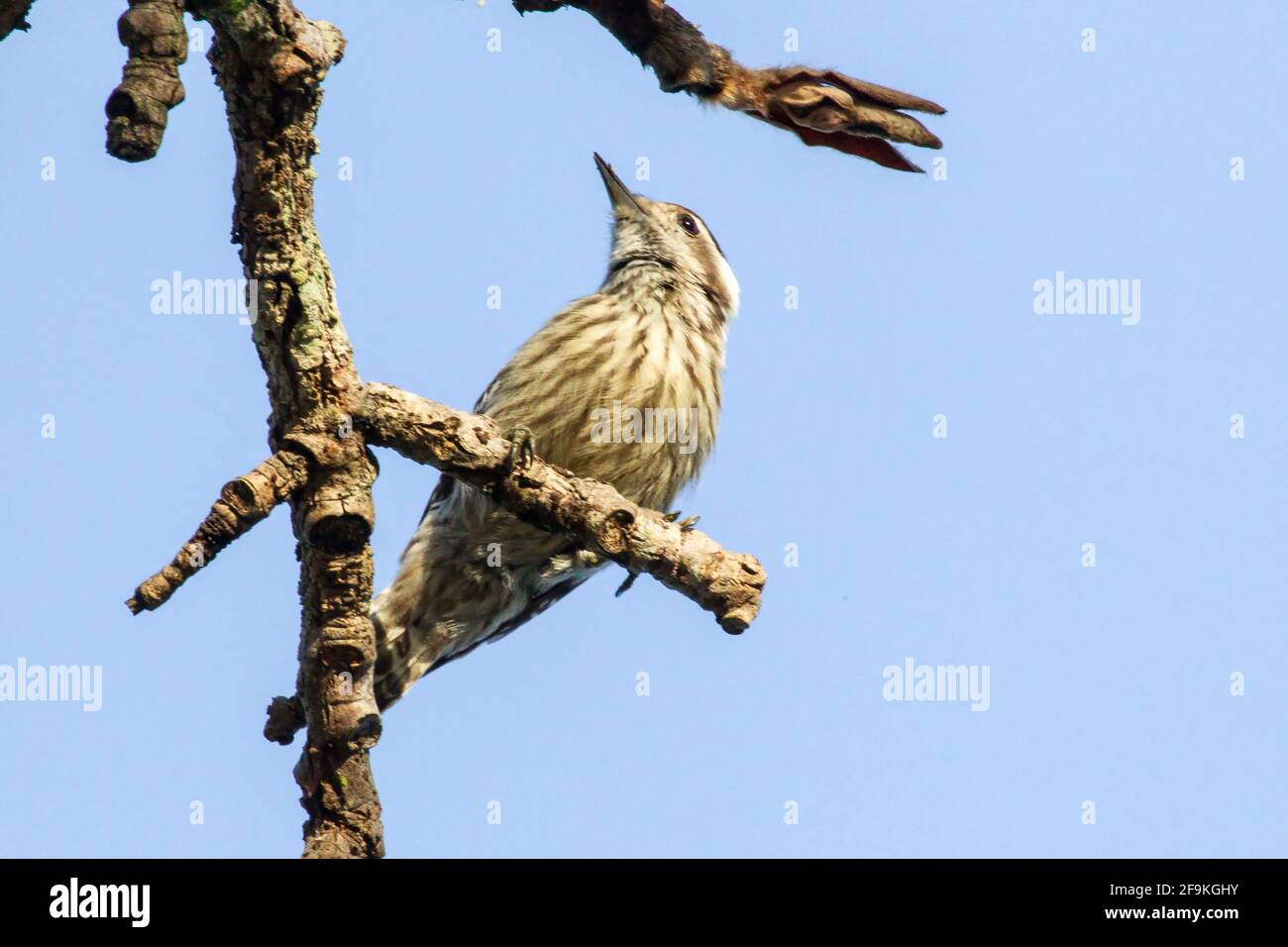 grey-capped pygmy woodpecker, Yungipicus canicapillus, single adult perched on branch of tree, Yok Dom, Vietnam Stock Photo
