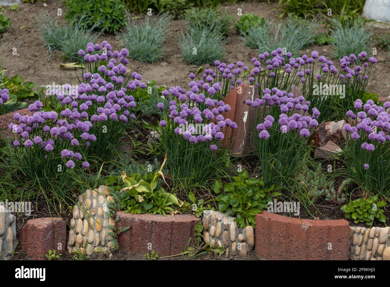 Purple bulbs of Flowering Onion Allium. Ornamental Onion Serendipity on Flowerbed Stock Photo