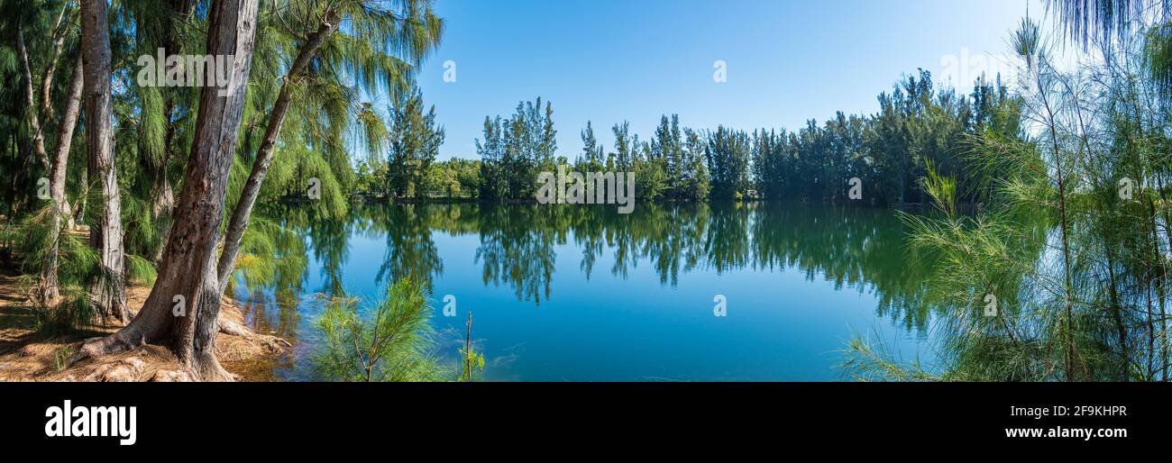 Panorama of Wolf Lake Park, with Australian pine trees (Casuarina