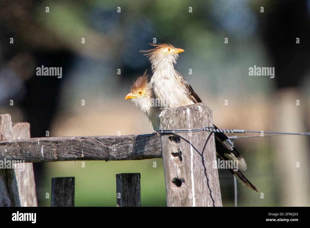 guira cuckoo, Guira guira, adult perched on wooden fence, Montevideo, Uruguay Stock Photo