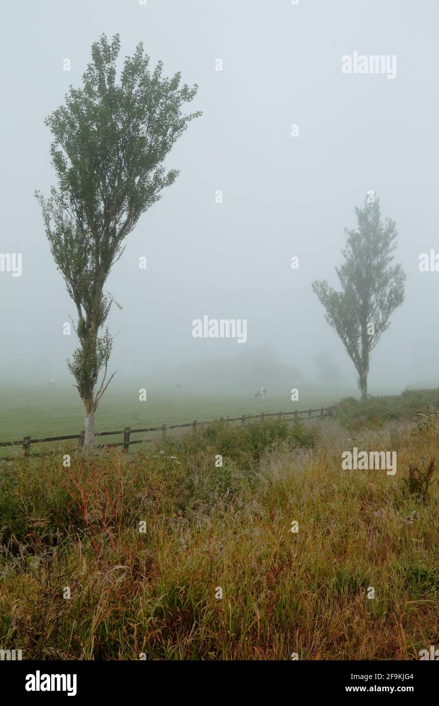 Two poplar trees on the misty morning Stock Photo