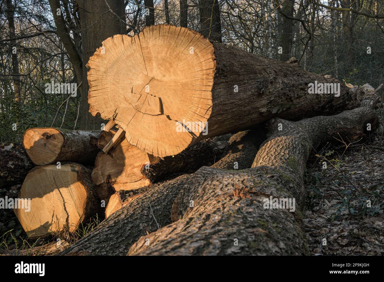 Logs of freshly cut trees of different species in a mixed forest Stock Photo