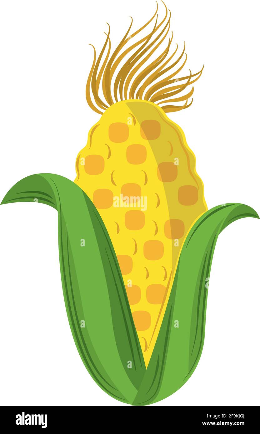 corn cob fresh isolated icon Stock Vector Image & Art - Alamy