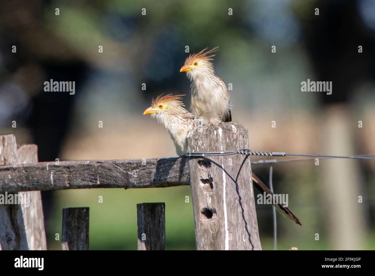 guira cuckoo, Guira guira, adult perched on wooden fence, Montevideo, Uruguay Stock Photo