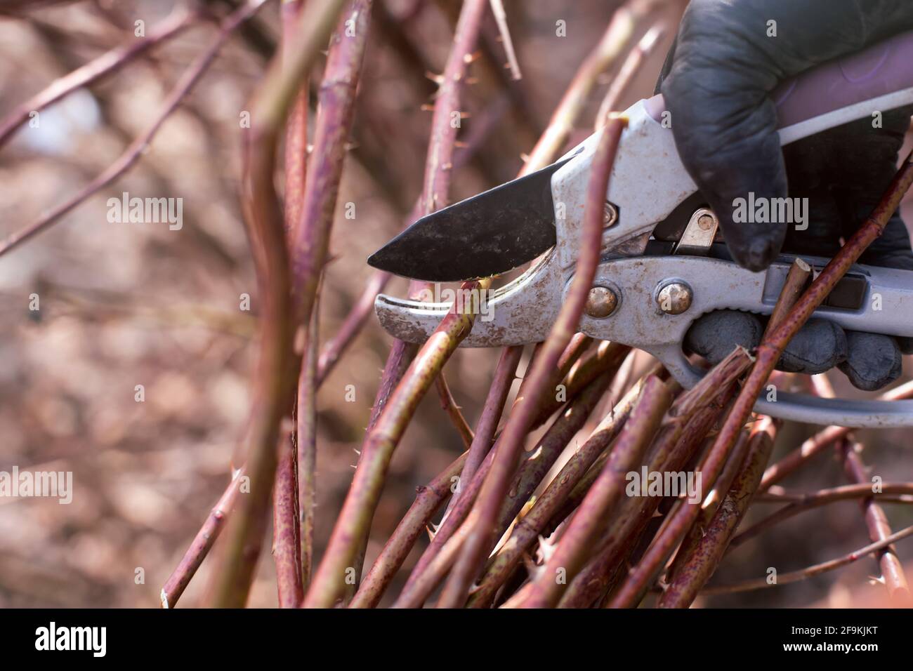 Person hand in protective glove with gardening shears pruning thorny bush. Close-up Stock Photo
