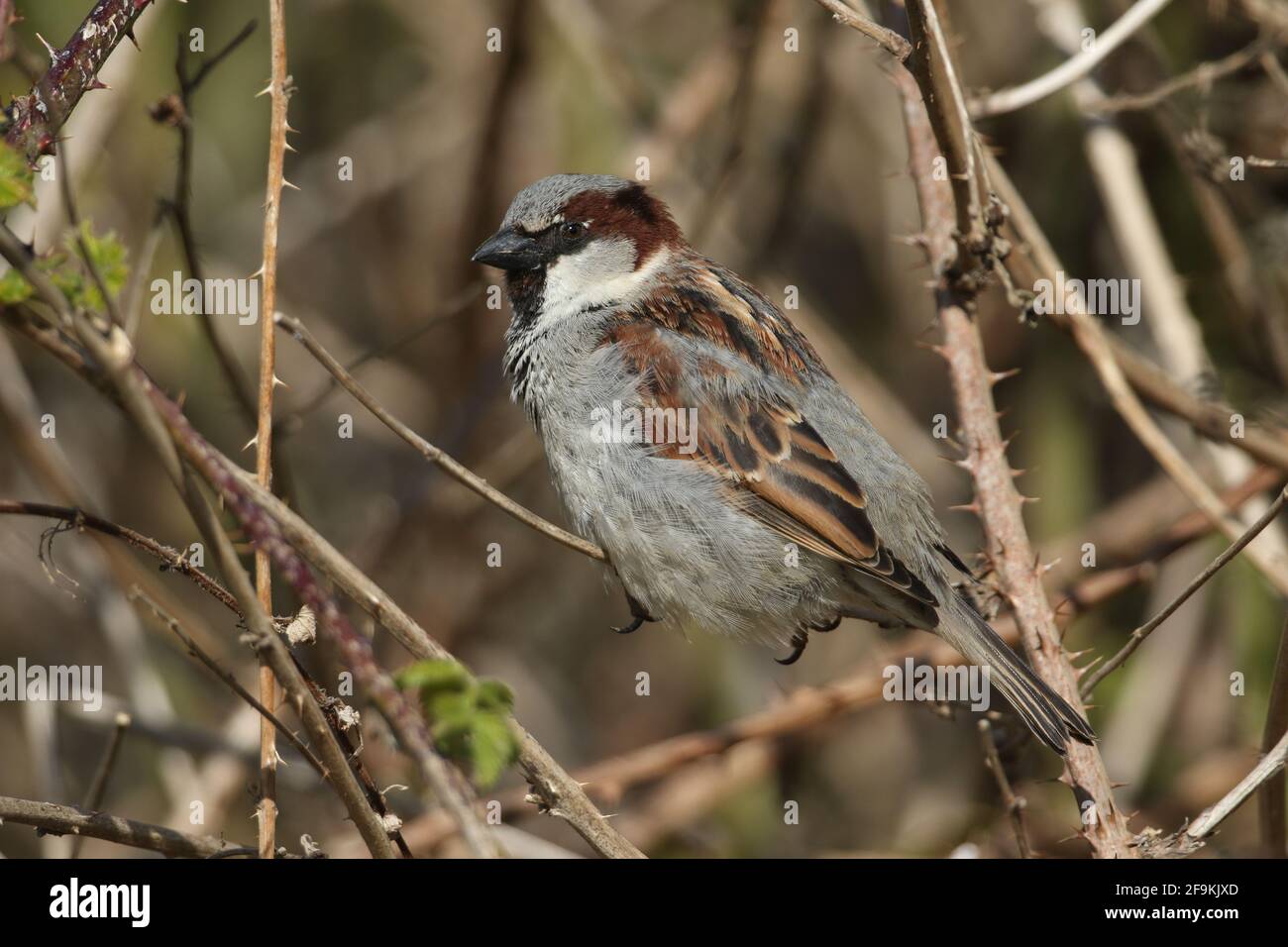 A male House Sparrow, Passer domesticus, perching on a branch in a bramble bush. Stock Photo