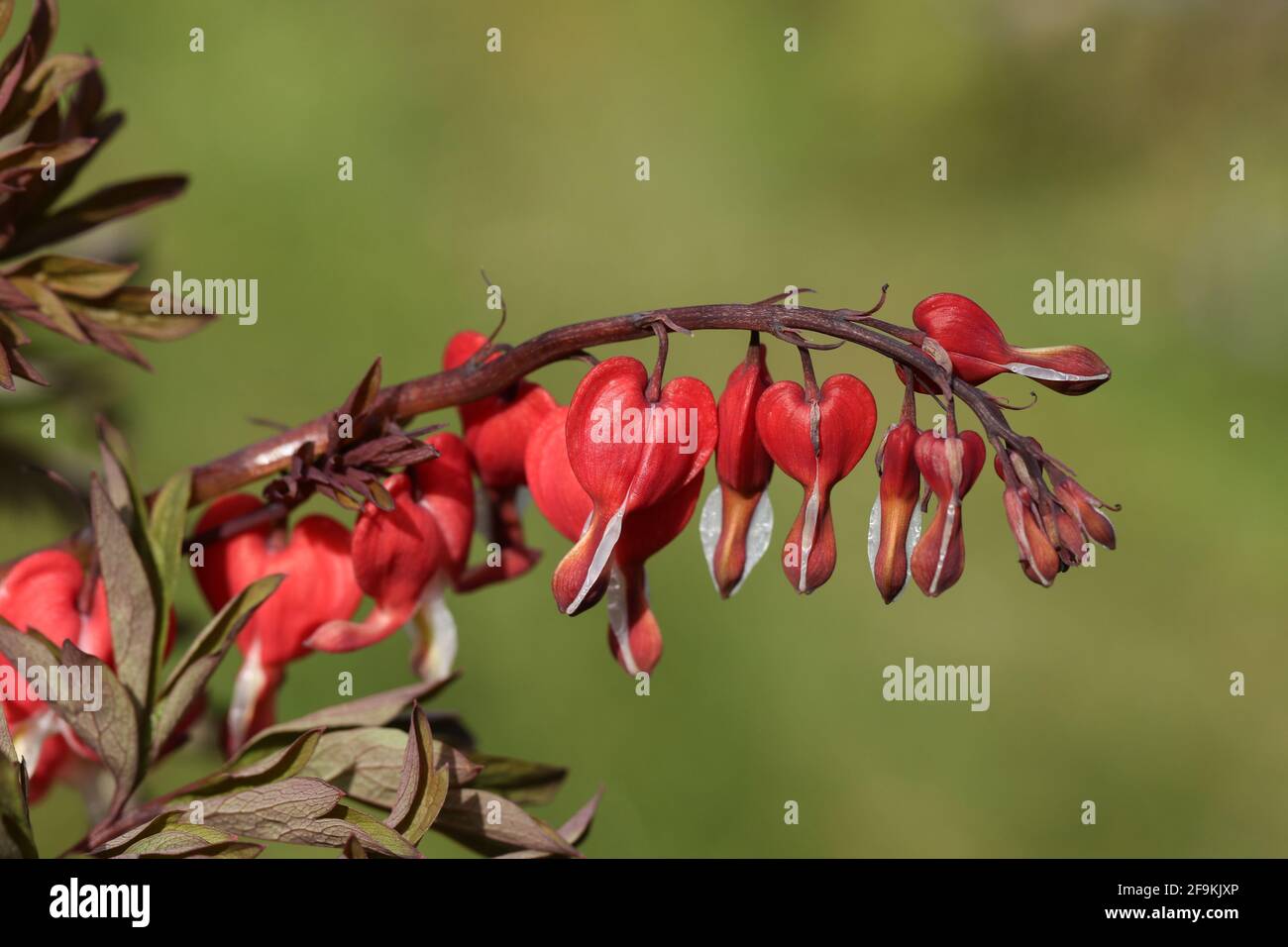 The flowers of a Bleeding Heart, Dicentra Valentine, plant growing in a