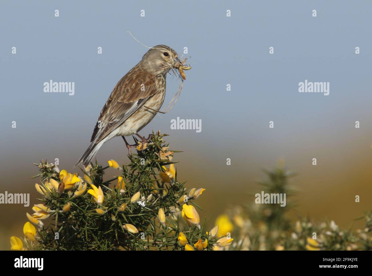 A pretty female Linnet, Linaria cannabina, perching on a Gorse Bush in flower with a beak full of nesting material. Stock Photo