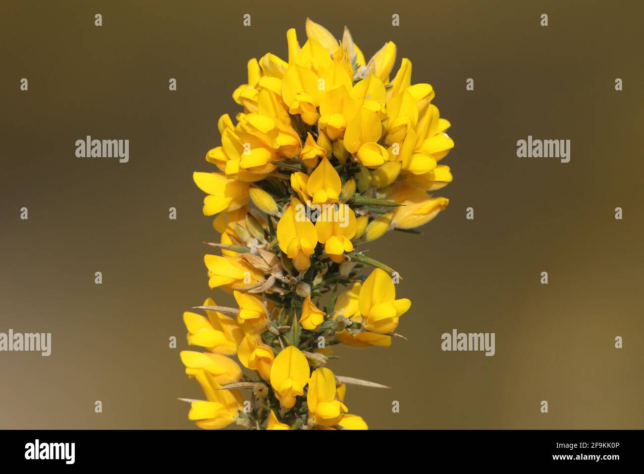 The flowers of a Common Gorse, Ulex europaeus, growing in heathland. Stock Photo