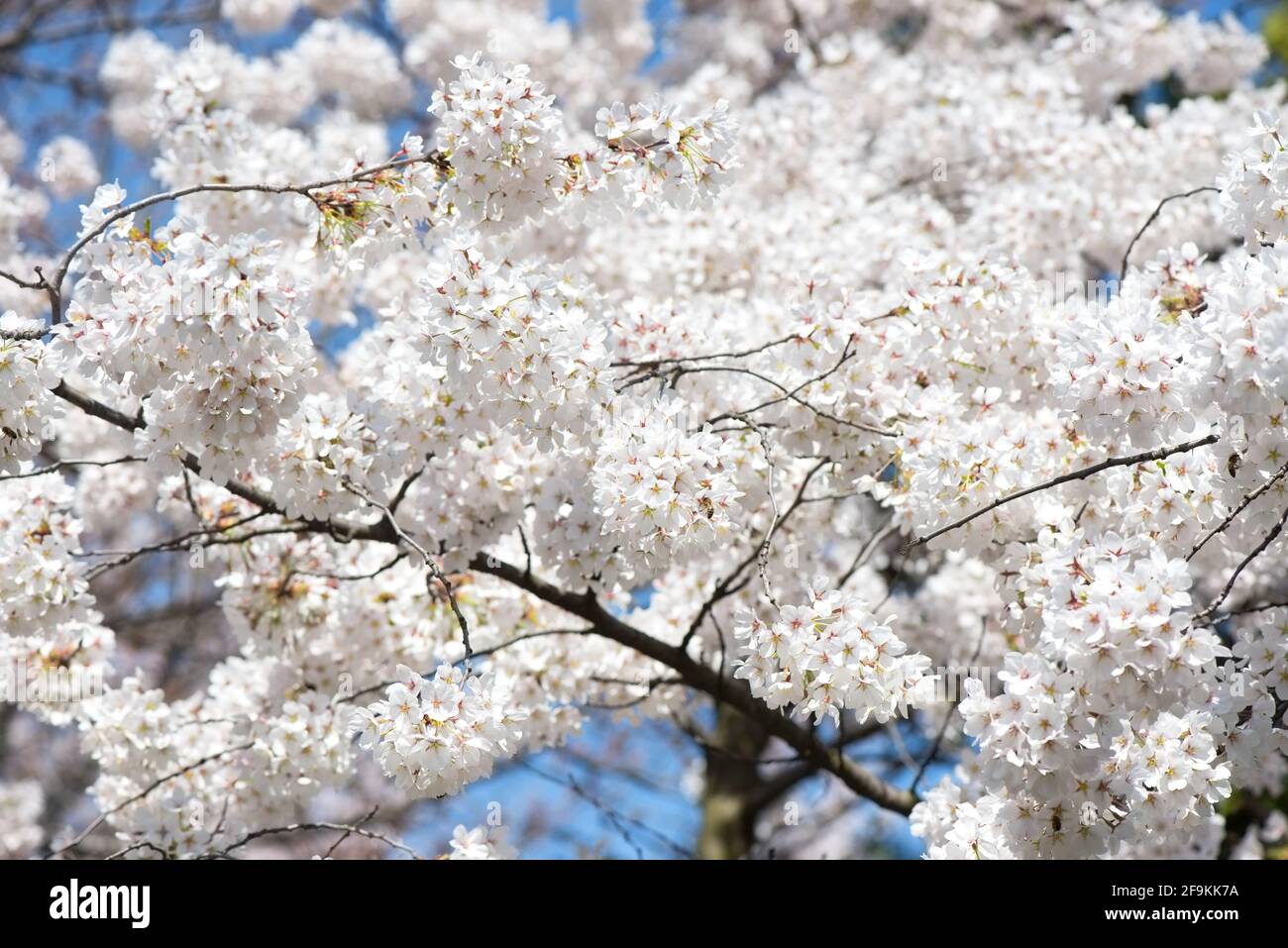 White Cherry plum tree in bloom, detail Stock Photo