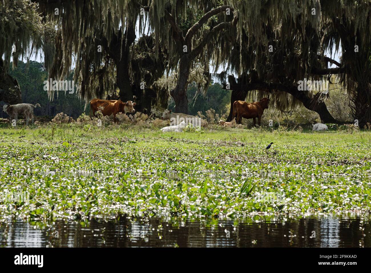 farm scene, cattle, water, rural, domestic animals, peaceful, trees