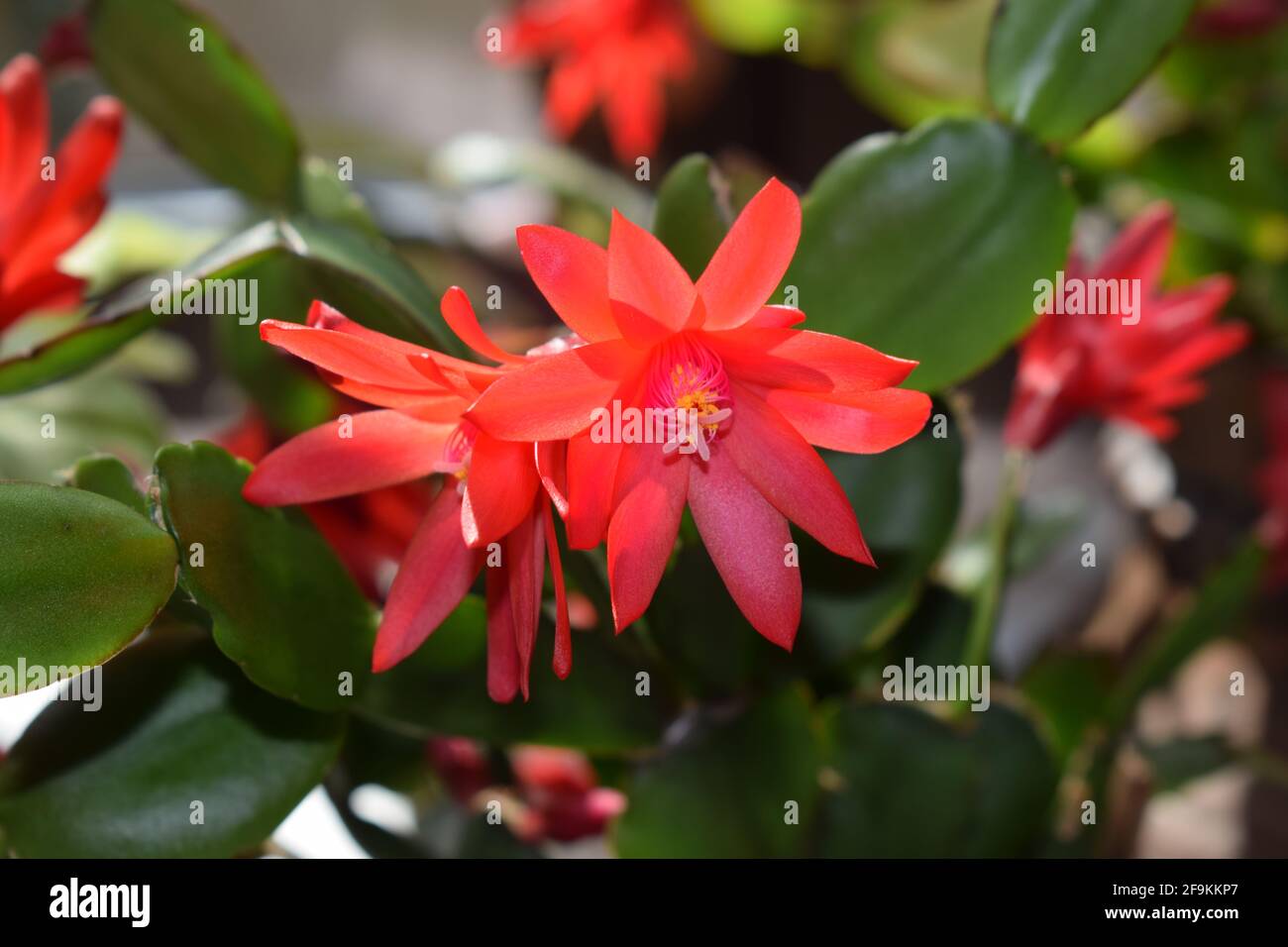 blooming hatiora cactus Stock Photo
