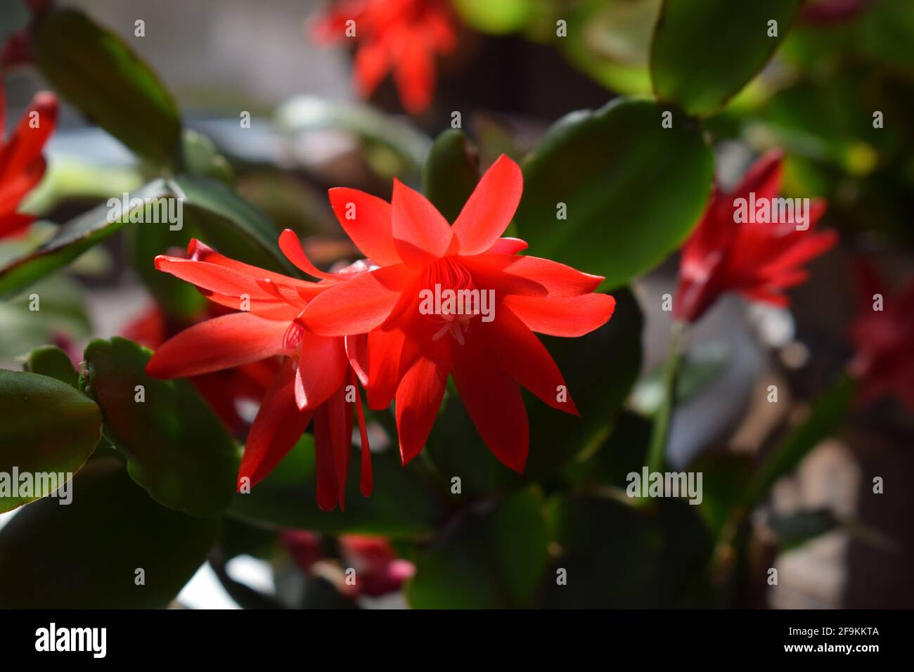 blooming hatiora cactus Stock Photo