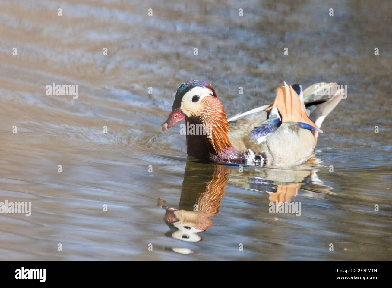 Male mandarin duck (Aix galericulata Stock Photo - Alamy