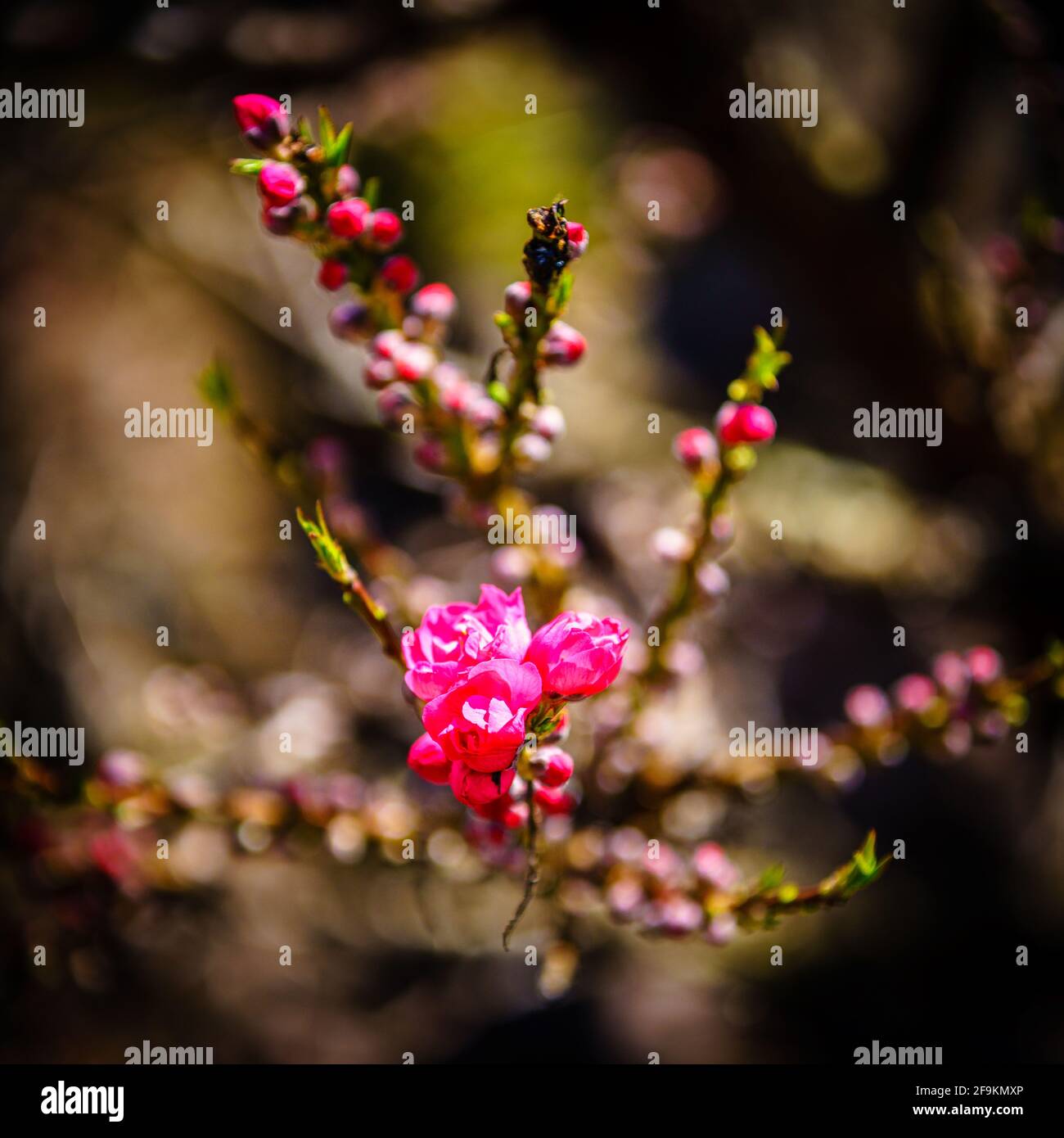 First blooms of Corinthian Rose Flowering Peach tree in spring Stock Photo