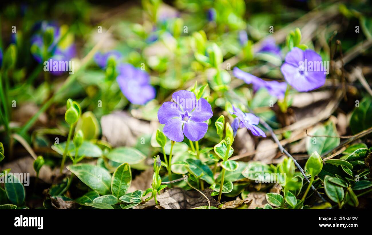 Close-up image of blooming Creeping Myrtle or Periwinkle Stock Photo