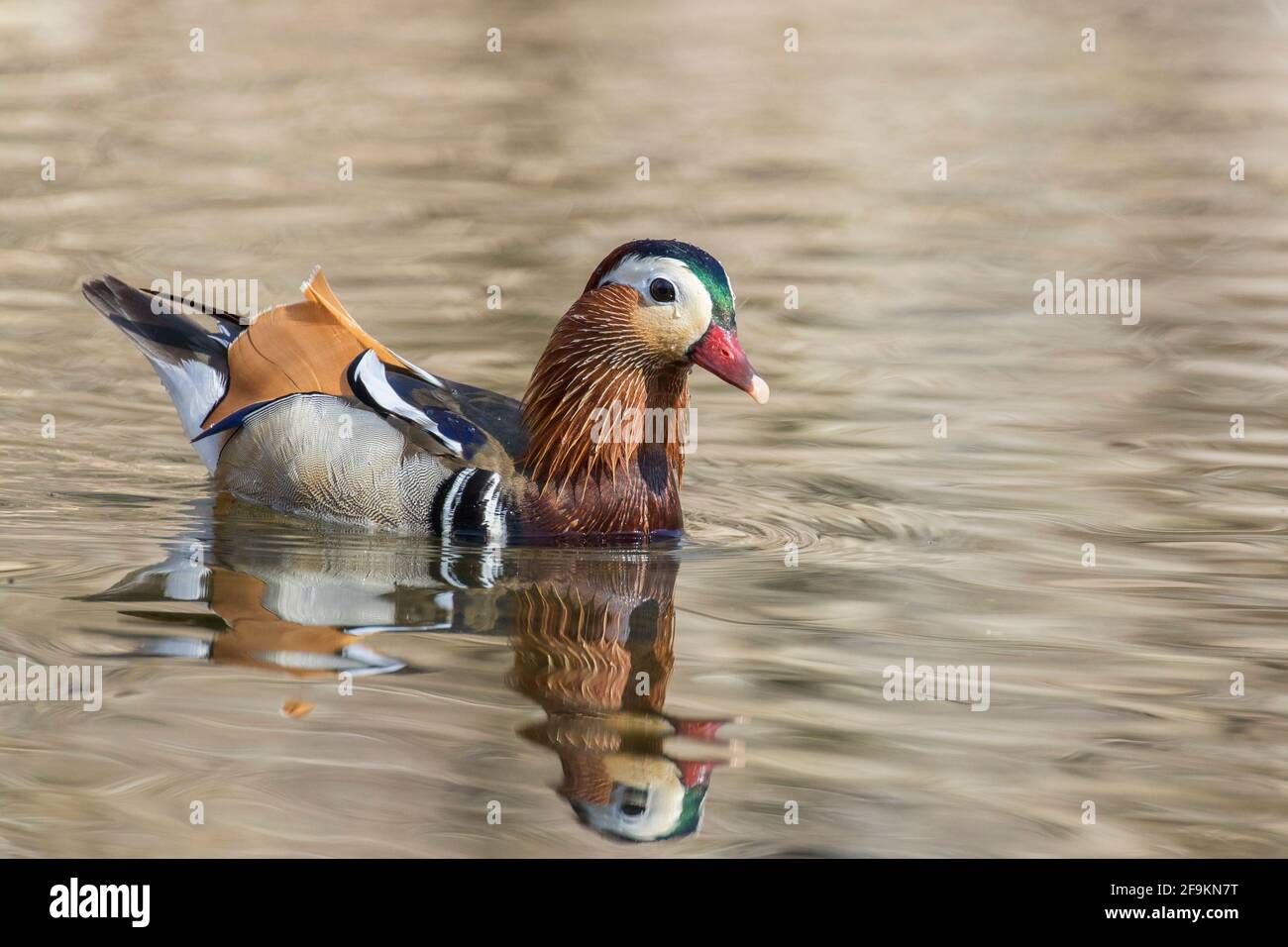 Male mandarin duck (Aix galericulata Stock Photo - Alamy