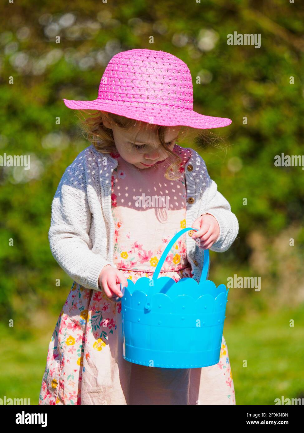 Little girl on an Easter egg hunt and putting them in a blue bucket, UK Stock Photo