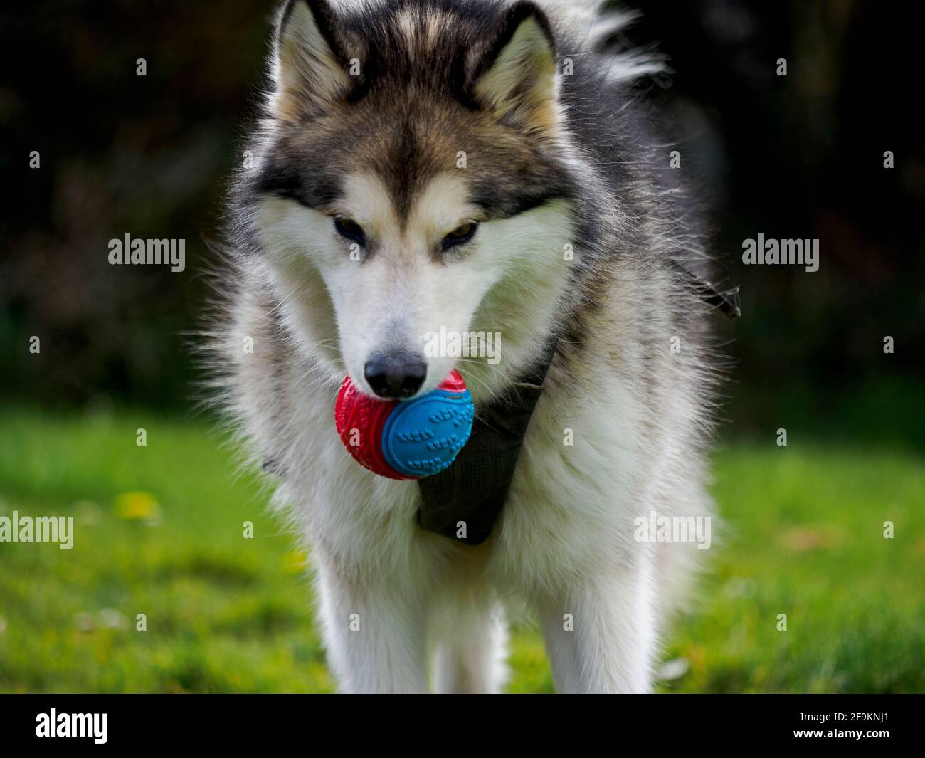 Bouncing malamute puppy balls cheap