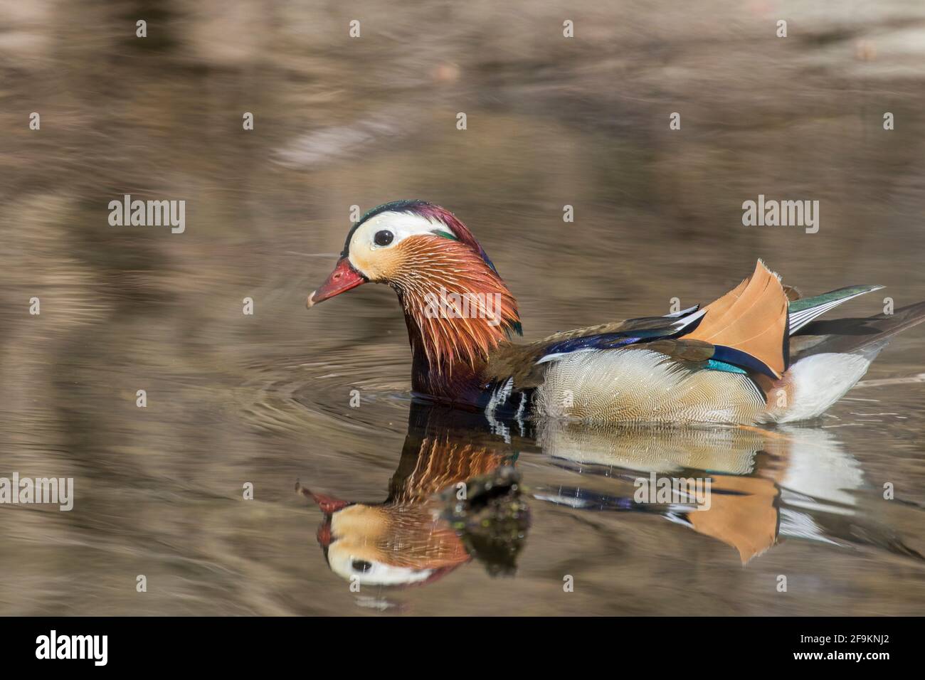 Male mandarin duck (Aix galericulata Stock Photo - Alamy