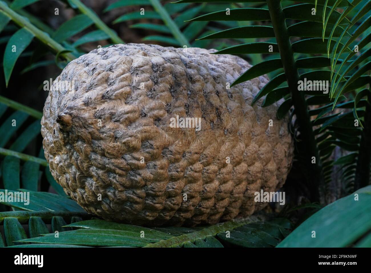 The fruit of Ceratozamia mexicana , a species of plant in the family Zamiaceae. It is found in southeastern Costa Rica, Panama and Mexico Stock Photo