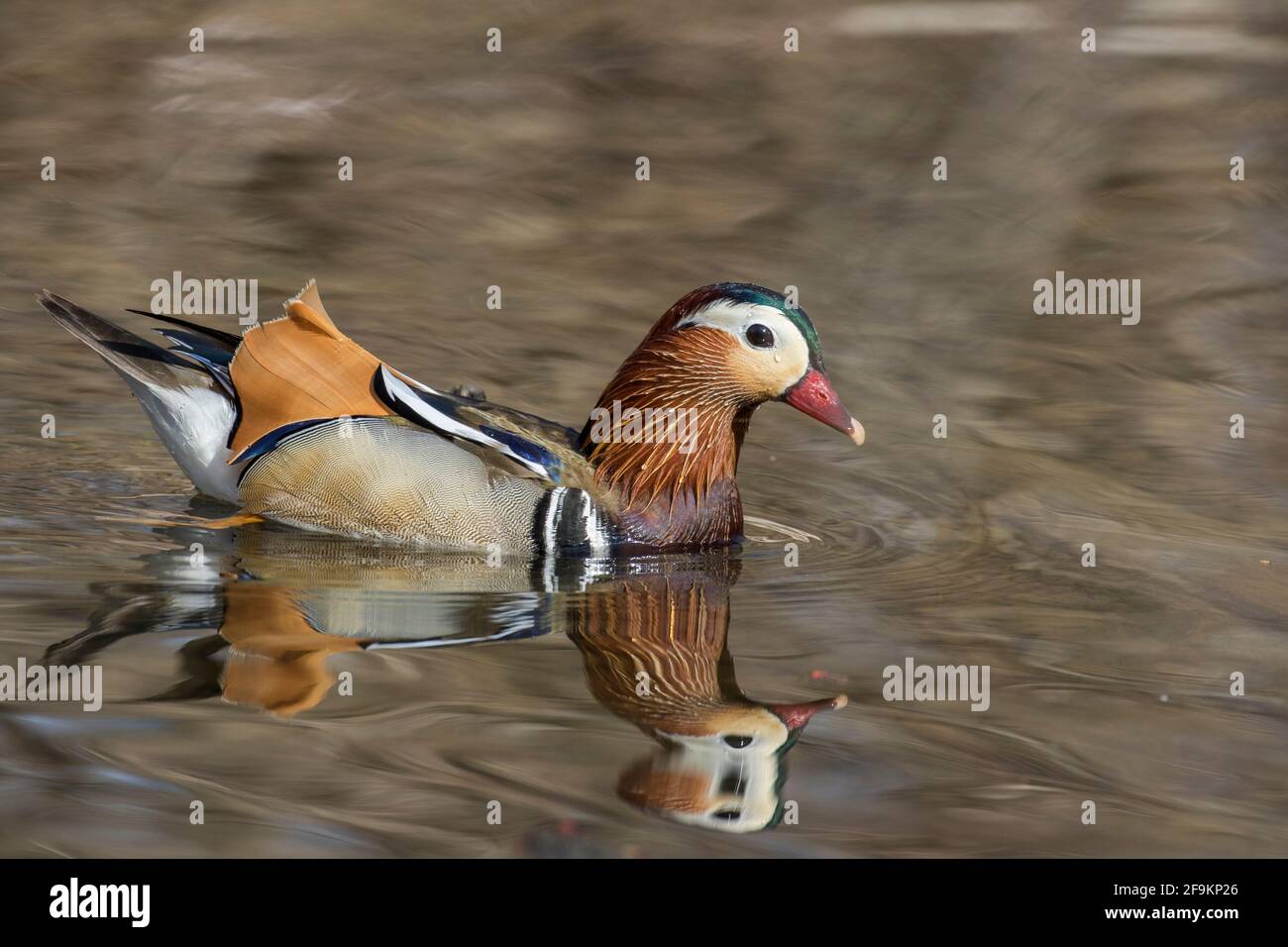Male mandarin duck (Aix galericulata Stock Photo - Alamy