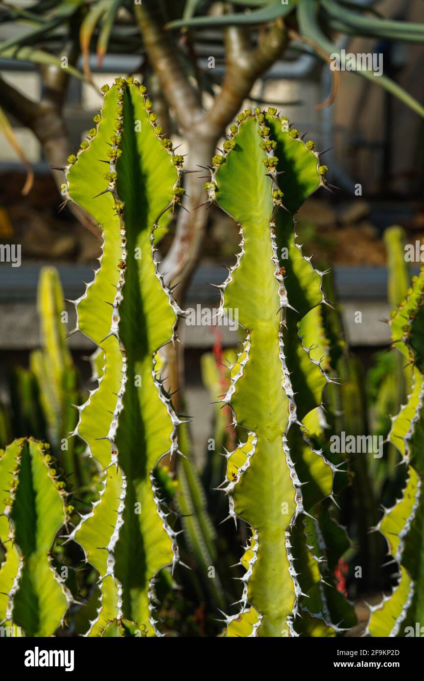 The Goree, Aloe melanacantha, is a rare species of Aloe from the arid  Namaqualand areas of the western part of South Africa Stock Photo - Alamy