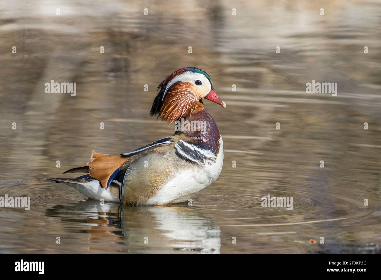 Male mandarin duck (Aix galericulata Stock Photo - Alamy