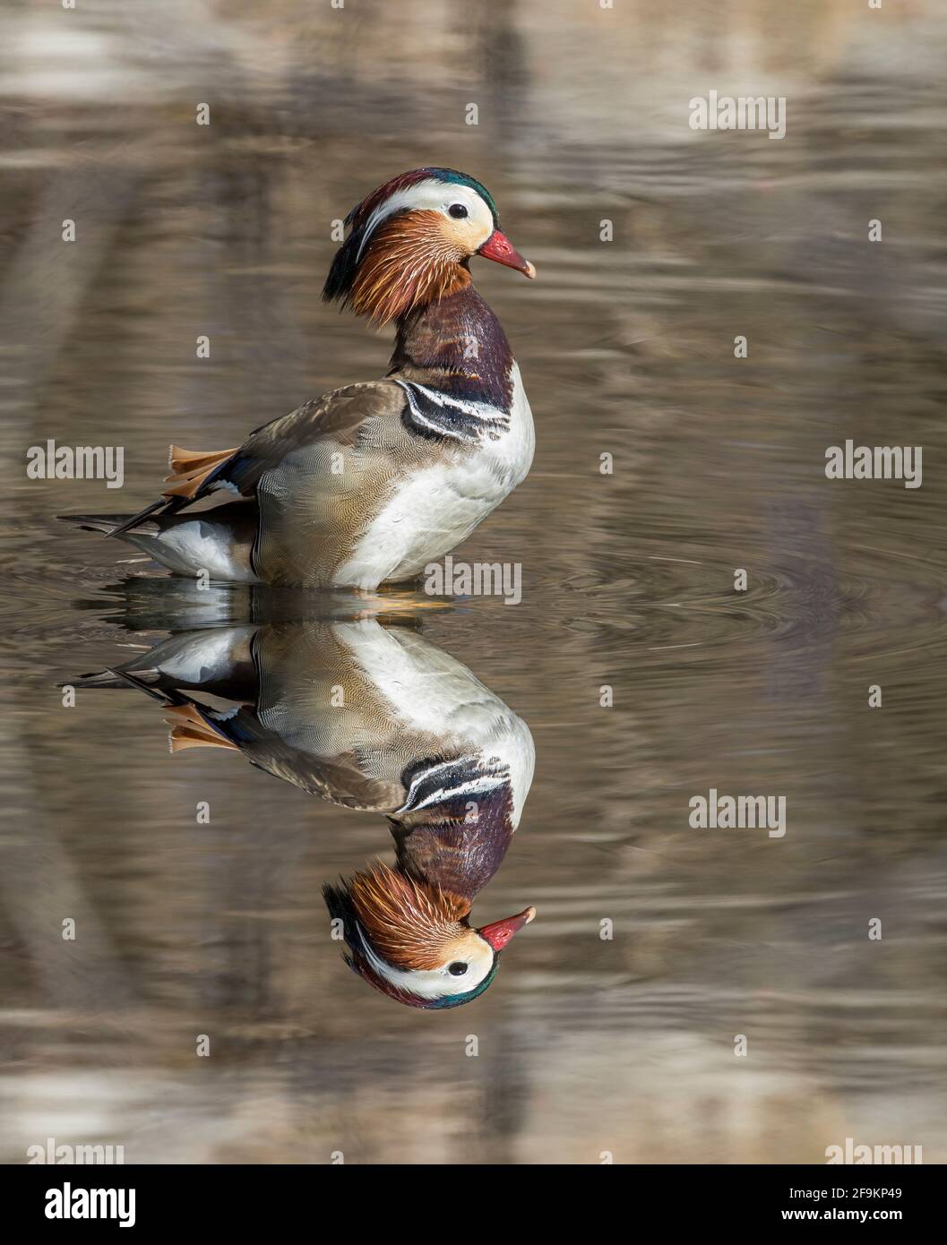 Male mandarin duck (Aix galericulata Stock Photo - Alamy