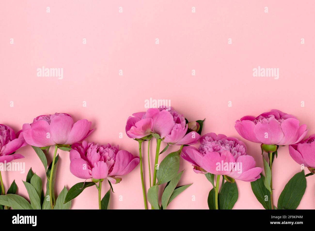 Row of peony flowers on a pink pastel background. Floral frame with ...