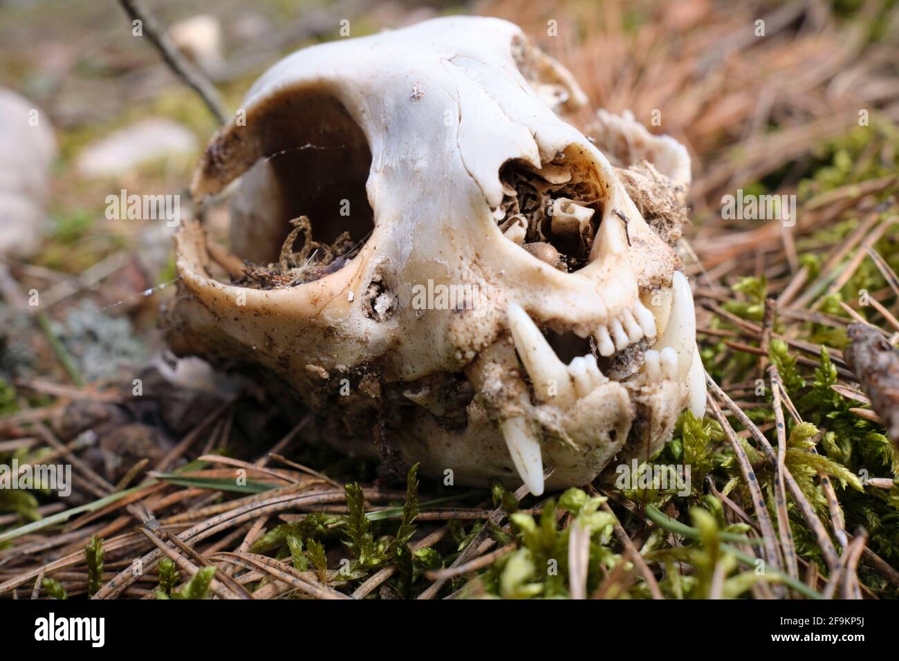Animal skull on forest ground in closeup Stock Photo - Alamy Animal skull on forest ground in closeup Stock Photo - Alamy