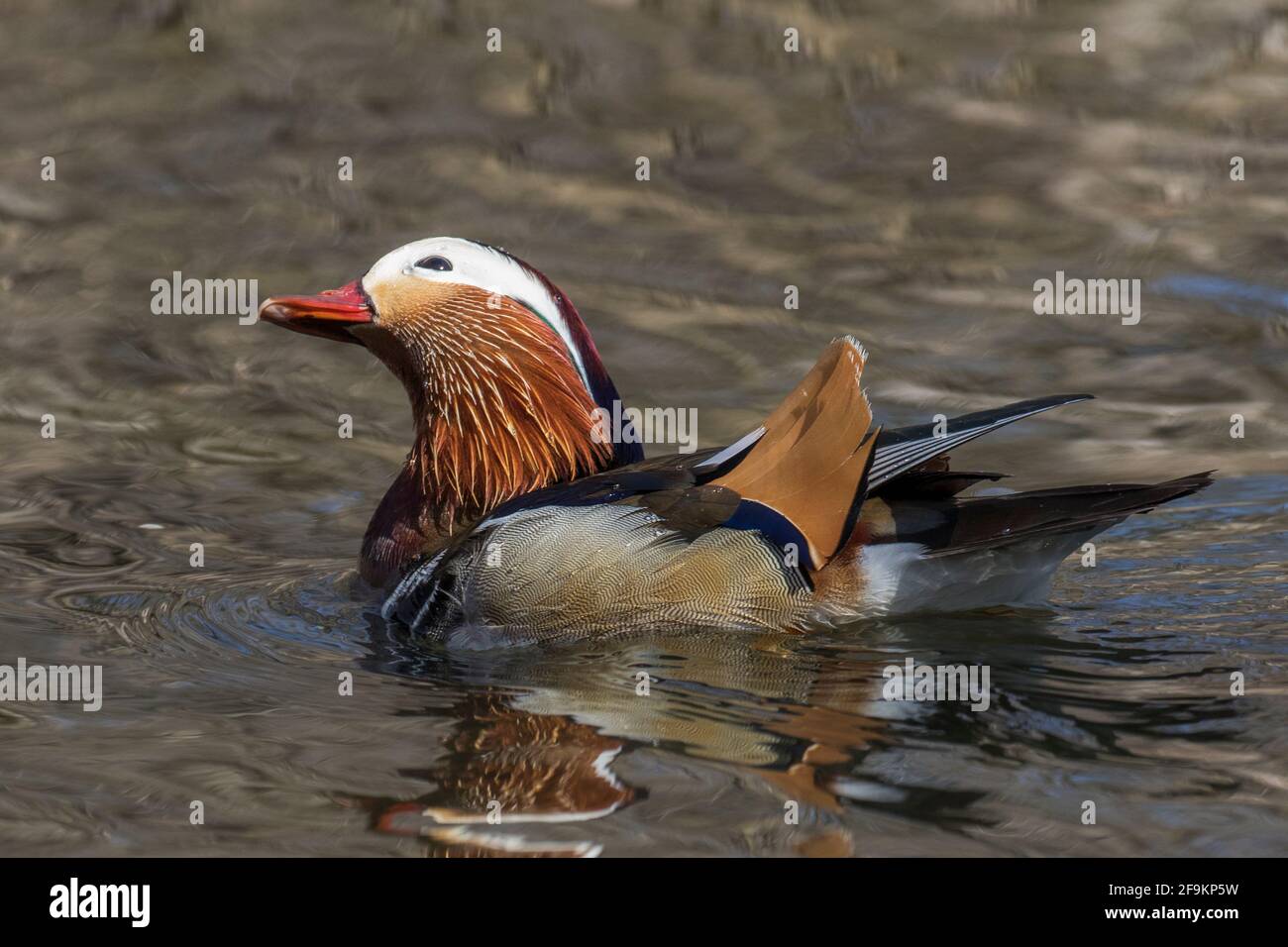 Male mandarin duck (Aix galericulata Stock Photo - Alamy