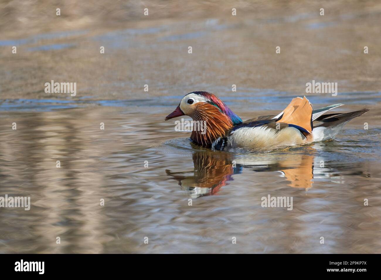 Male mandarin duck (Aix galericulata Stock Photo - Alamy