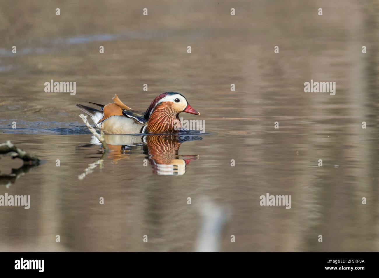 Male mandarin duck (Aix galericulata Stock Photo - Alamy
