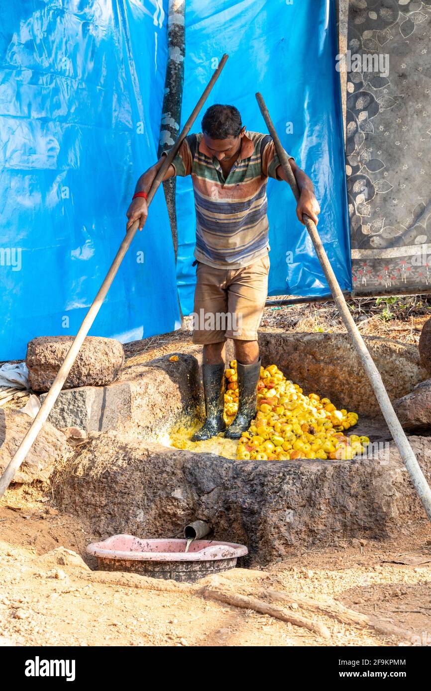 Traditional method of cashew apples being mashed with legs to extract