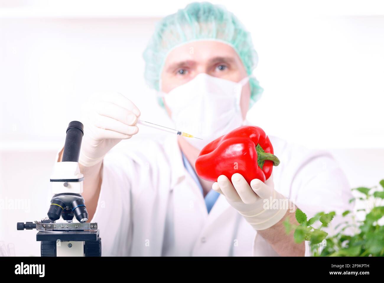 Researcher with GMO plants. Genetically modified organism or GEO is a plant whose genetic material has been altered using genetic engineering techniqu Stock Photo