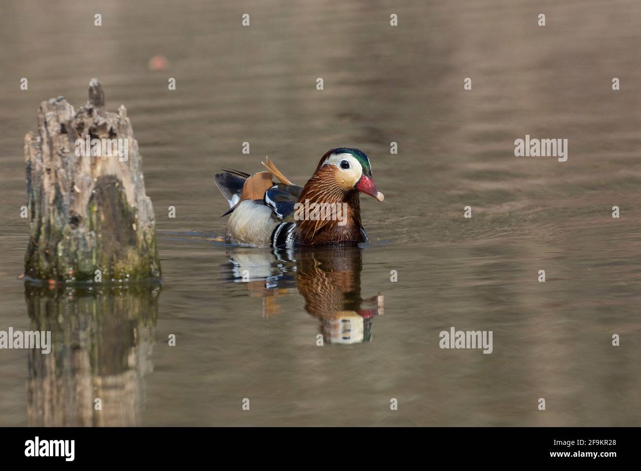 Male mandarin duck (Aix galericulata Stock Photo - Alamy