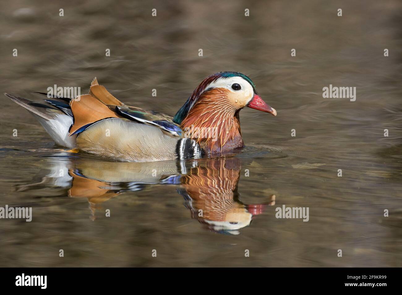 Male mandarin duck (Aix galericulata Stock Photo - Alamy