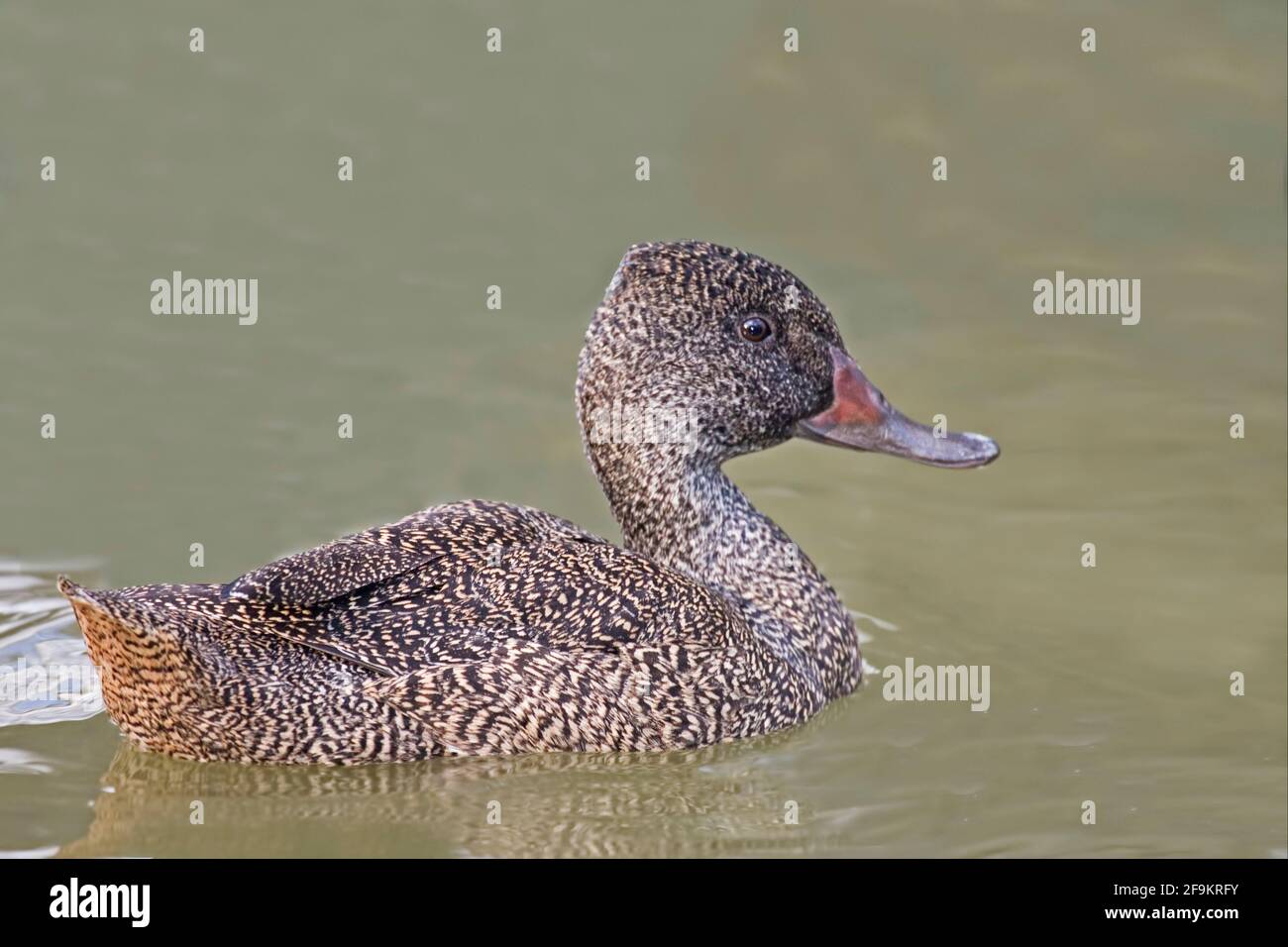 Female Freckled Duck, Stictonetta naevosa, swimming Stock Photo