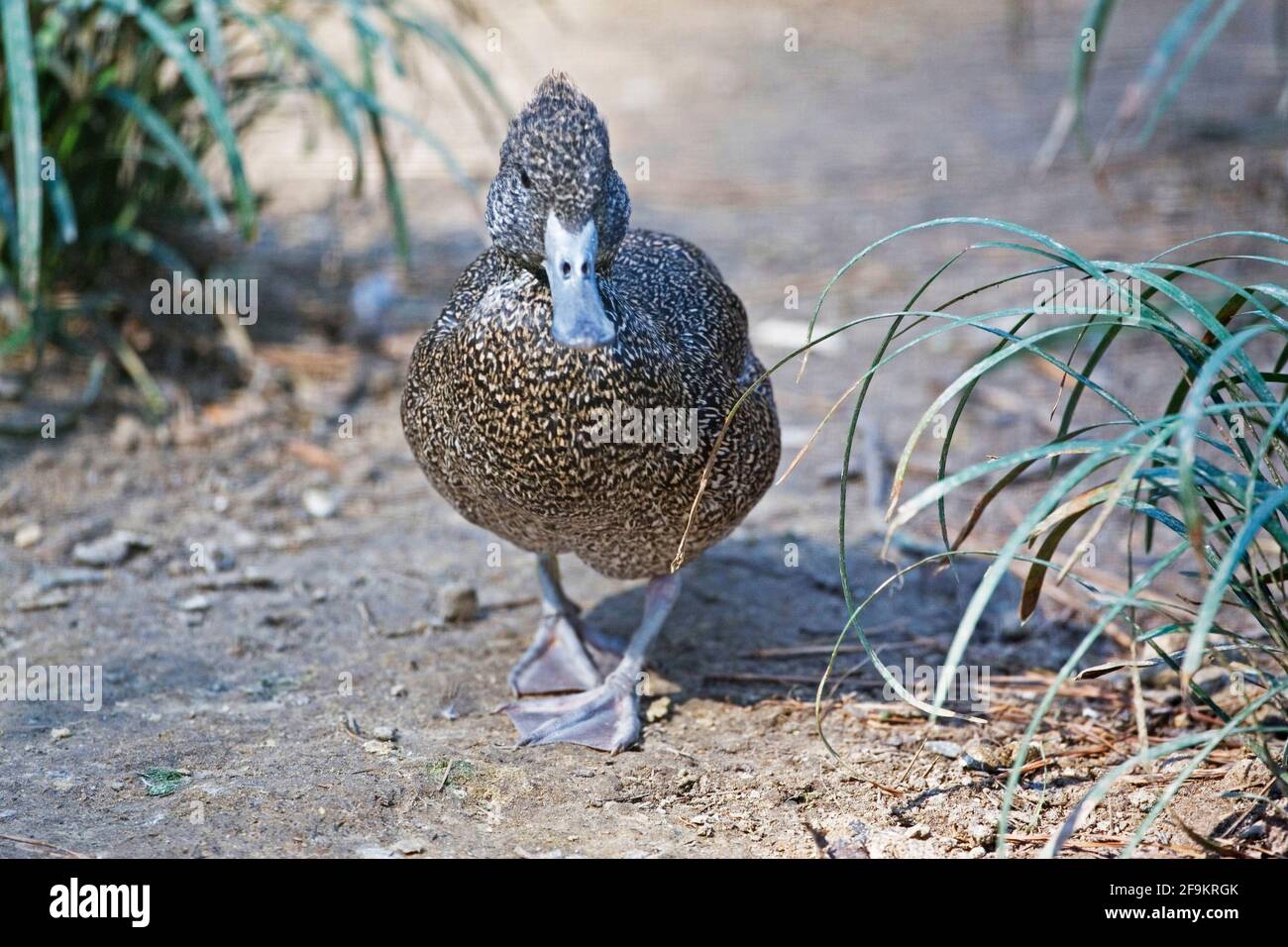 Female Freckled Duck, Stictonetta naevosa Stock Photo