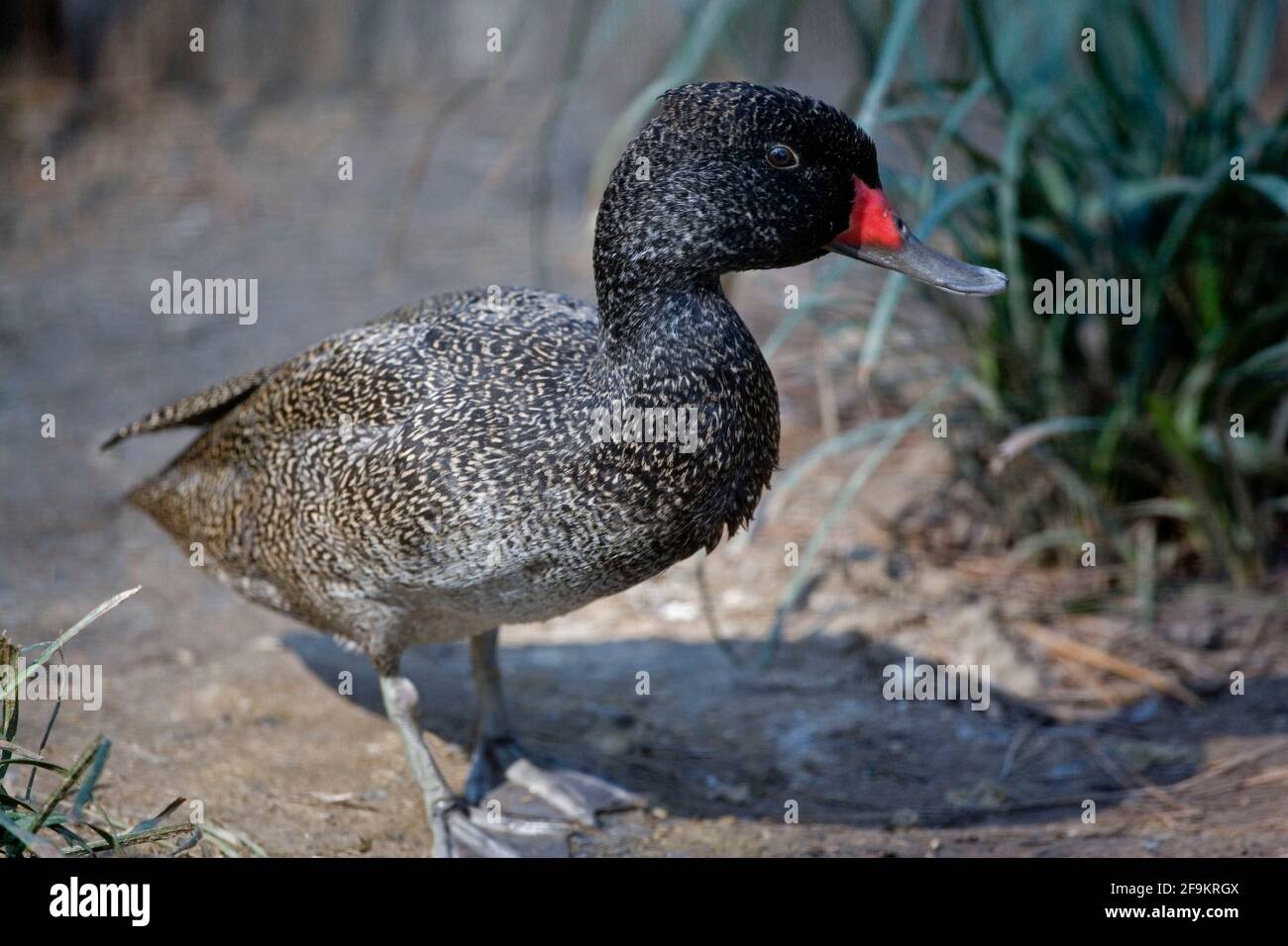 Male Freckled Duck, Stictonetta naevosa, close up Stock Photo
