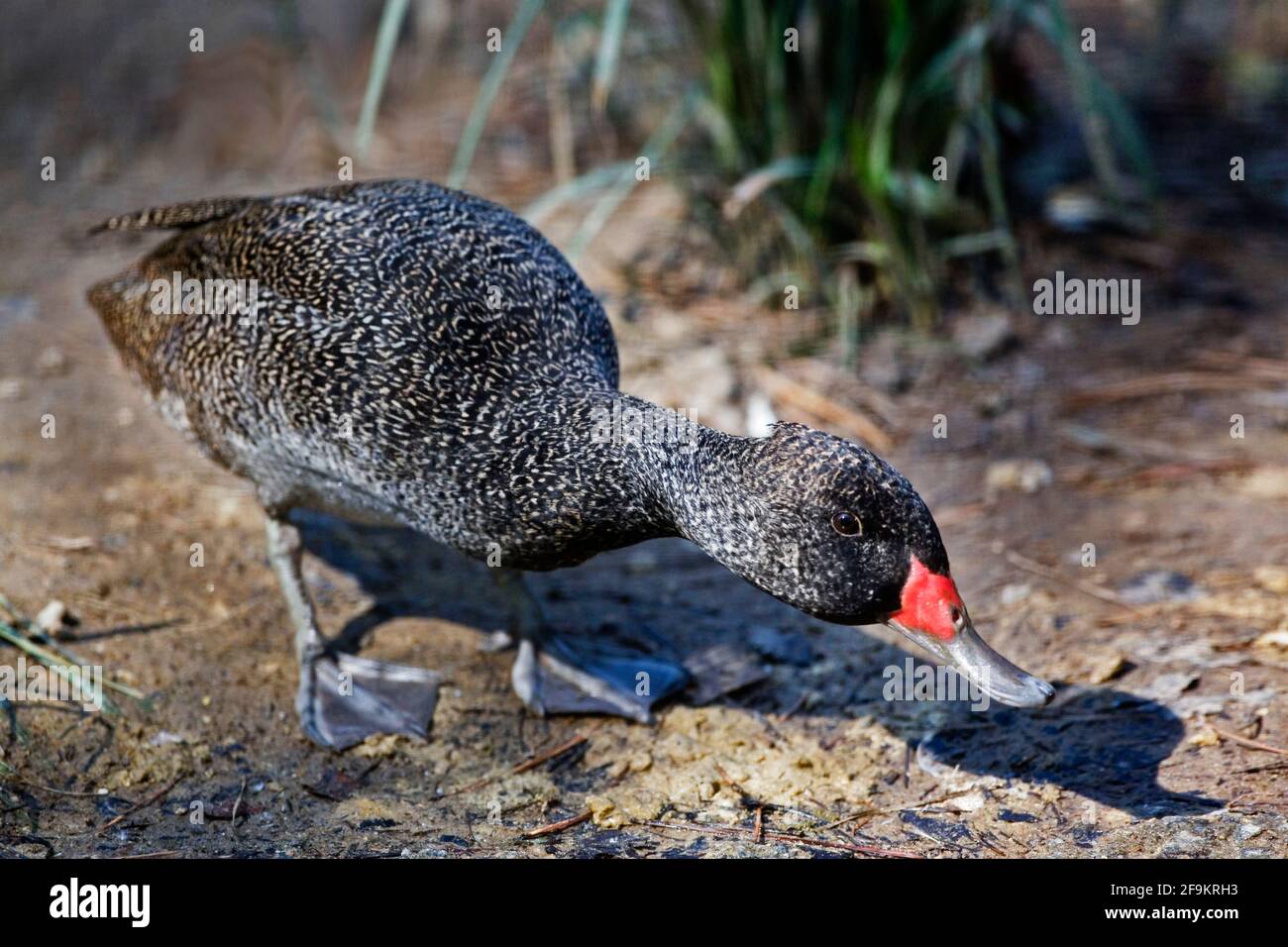 Male Freckled Duck, Stictonetta naevosa, aggressive Stock Photo