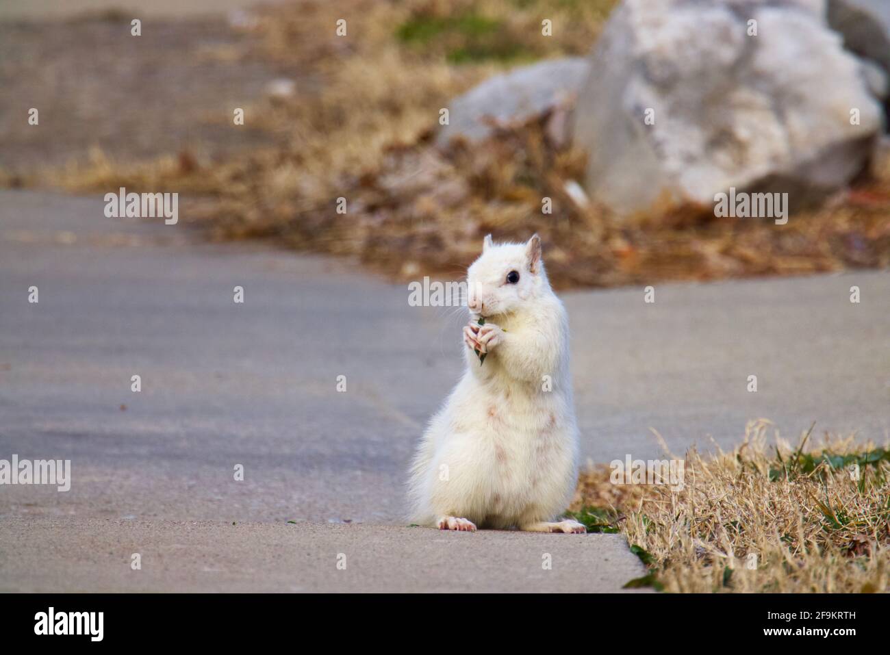 White Squirrel checking it’s surroundings while snacking Stock Photo